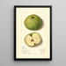 Malus domestica Mann - Mary Daisy Arnold — framed artwork on a wall