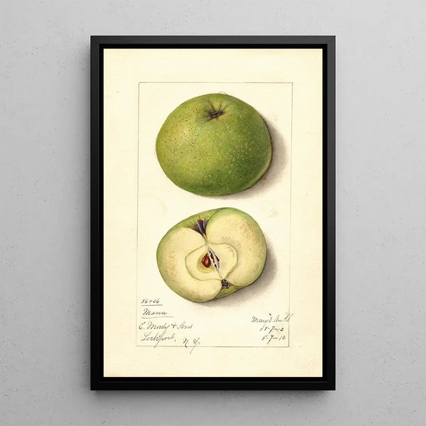 Malus domestica Mann - Mary Daisy Arnold — framed artwork on a wall