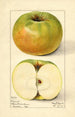 Malus domestica Nixonite - Mary Daisy Arnold — artwork view