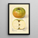 Malus domestica Nixonite - Mary Daisy Arnold — framed artwork on a wall