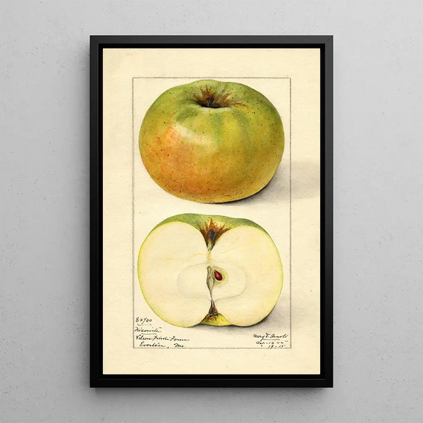 Malus domestica Nixonite - Mary Daisy Arnold — framed artwork on a wall