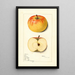 Malus domestica Rome - Mary Daisy Arnold — framed artwork on a wall