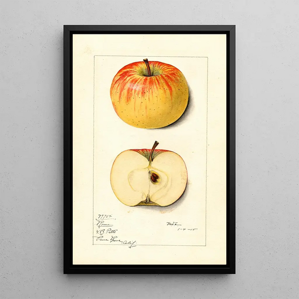 Malus domestica Rome - Mary Daisy Arnold — framed artwork on a wall