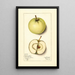 Malus domestica Trenton Early - Mary Daisy Arnold — framed artwork on a wall