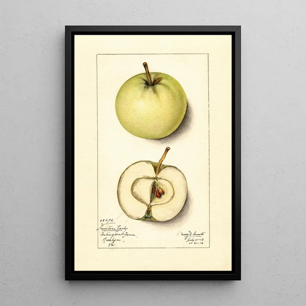Malus domestica Trenton Early - Mary Daisy Arnold — framed artwork on a wall