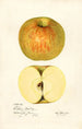 Malus domestica Western Beauty - Mary Daisy Arnold — artwork view