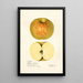 Malus domestica Western Beauty - Mary Daisy Arnold — framed artwork on a wall