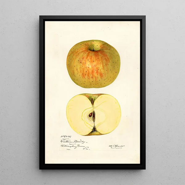 Malus domestica Western Beauty - Mary Daisy Arnold — framed artwork on a wall