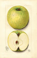 Malus domestica White Pippin - Mary Daisy Arnold — artwork view