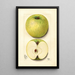 Malus domestica White Pippin - Mary Daisy Arnold — framed artwork on a wall