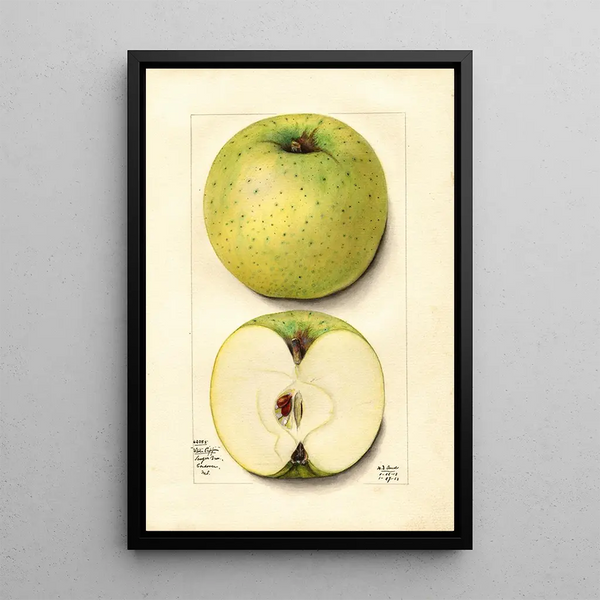 Malus domestica White Pippin - Mary Daisy Arnold — framed artwork on a wall