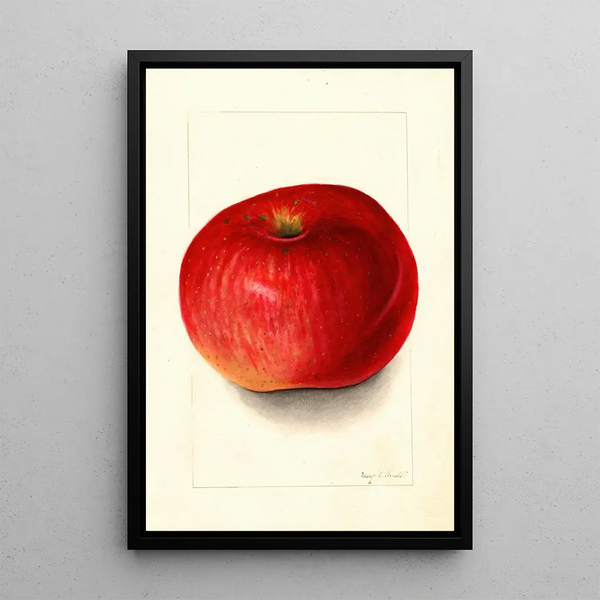 Malus domestica Wolf River - Mary Daisy Arnold — framed artwork on a wall
