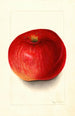 Malus domestica Wolf River - Mary Daisy Arnold — artwork view