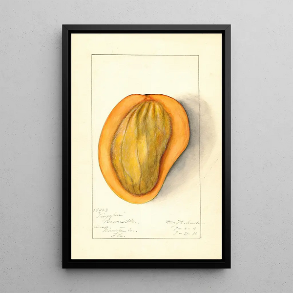 Mangifera indica Singapore - Mary Daisy Arnold — framed artwork on a wall