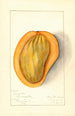 Mangifera indica Singapore - Mary Daisy Arnold — artwork view