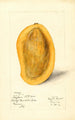 Mangifera indica Totafari - Mary Daisy Arnold — artwork view
