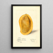 Mangifera indica Totafari - Mary Daisy Arnold — framed artwork on a wall