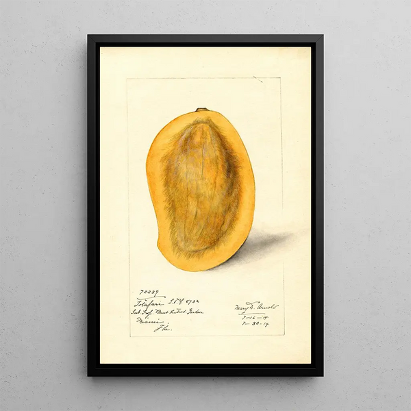 Mangifera indica Totafari - Mary Daisy Arnold — framed artwork on a wall