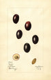 Olea europaea Mission - Mary Daisy Arnold — artwork view