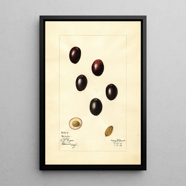 Olea europaea Mission - Mary Daisy Arnold — framed artwork on a wall