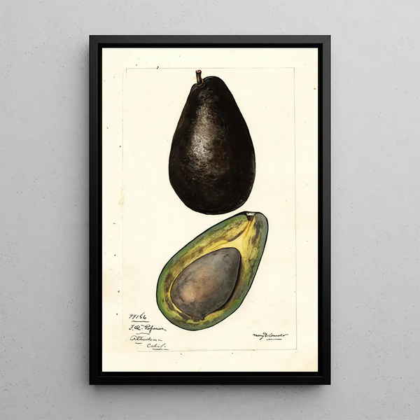 Persea - Mary Daisy Arnold — framed artwork on a wall