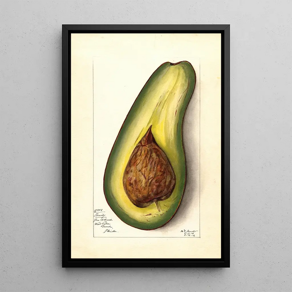 Persea Family - Mary Daisy Arnold — framed artwork on a wall