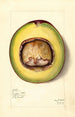 Persea Fulford - Mary Daisy Arnold — artwork view