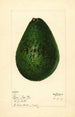 Persea Lyon - Mary Daisy Arnold — artwork view