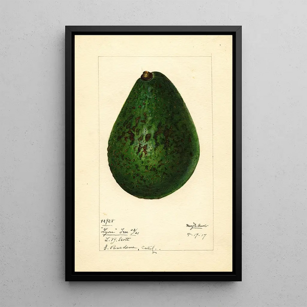Persea Lyon - Mary Daisy Arnold — framed artwork on a wall