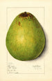 Persea Persea Americana - Mary Daisy Arnold — artwork view