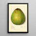 Persea Persea Americana - Mary Daisy Arnold — framed artwork on a wall