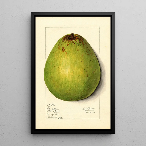 Persea Persea Americana - Mary Daisy Arnold — framed artwork on a wall