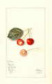 Prunus avium Bender - Mary Daisy Arnold — artwork view