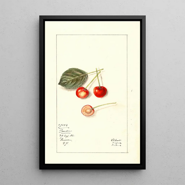 Prunus avium Bender - Mary Daisy Arnold — framed artwork on a wall