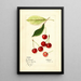 Prunus avium Early Morello - Mary Daisy Arnold — framed artwork on a wall