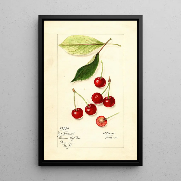 Prunus avium Early Morello - Mary Daisy Arnold — framed artwork on a wall