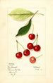 Prunus avium Early Morello - Mary Daisy Arnold — artwork view