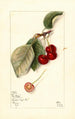 Prunus avium George Glass - Mary Daisy Arnold | Painting — artwork view