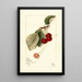 Prunus avium George Glass - Mary Daisy Arnold | Painting — framed artwork on a wall