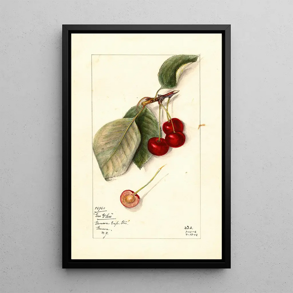 Prunus avium George Glass - Mary Daisy Arnold | Painting — framed artwork on a wall