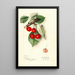 Prunus avium Ida - Mary Daisy Arnold | Painting — framed artwork on a wall