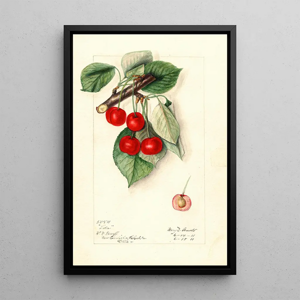 Prunus avium Ida - Mary Daisy Arnold | Painting — framed artwork on a wall