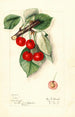 Prunus avium Ida - Mary Daisy Arnold | Painting — artwork view