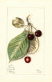 Prunus avium Luelling - Mary Daisy Arnold — artwork view