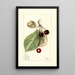 Prunus avium Luelling - Mary Daisy Arnold — framed artwork on a wall