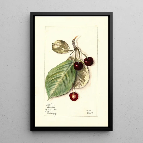 Prunus avium Luelling - Mary Daisy Arnold — framed artwork on a wall