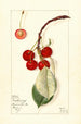 Prunus avium Montmorency - Mary Daisy Arnold | Painting — artwork view
