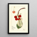 Prunus avium Montmorency - Mary Daisy Arnold | Painting — framed artwork on a wall