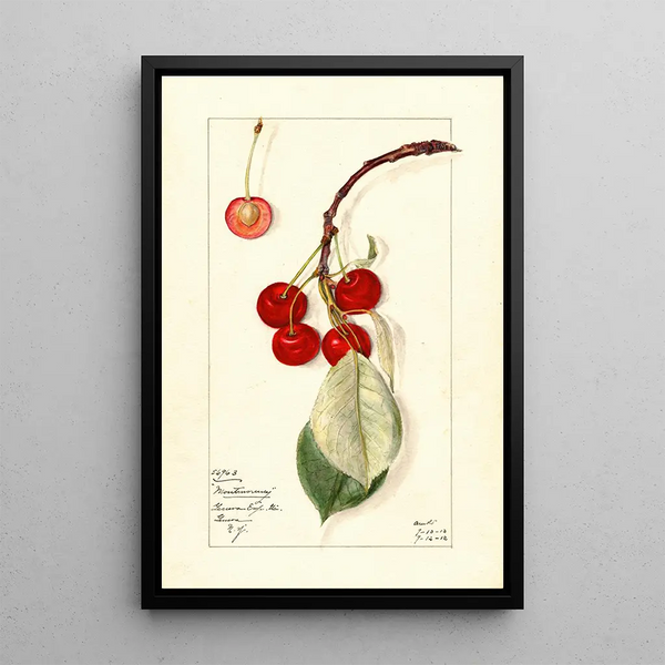 Prunus avium Montmorency - Mary Daisy Arnold | Painting — framed artwork on a wall