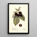 Prunus avium Montmorency de Mezel - Mary Daisy Arnold — framed artwork on a wall